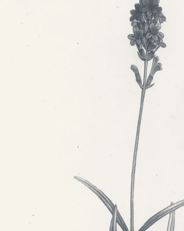 Engraved detail of a single sage and lavender sprig, echoing the 1st Priority Cleaning logo.