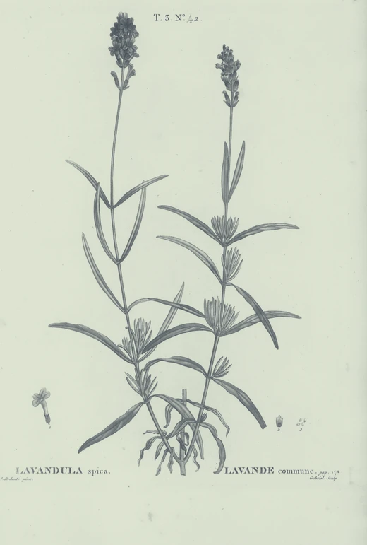 Antique botanical engraving of two flowering lavender stems, plate lettered Lavandula spica, recolored in the brand's sage and slate tones.
